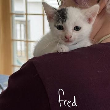 Enlarge Fred, a Adoptable Domestic Short Hair in Rochester, MN image 2/2