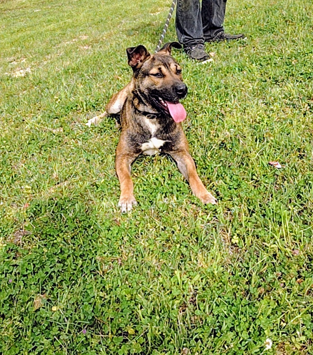 Niall, a Adoptable Mixed Breed in Carthage, MS image 2/4