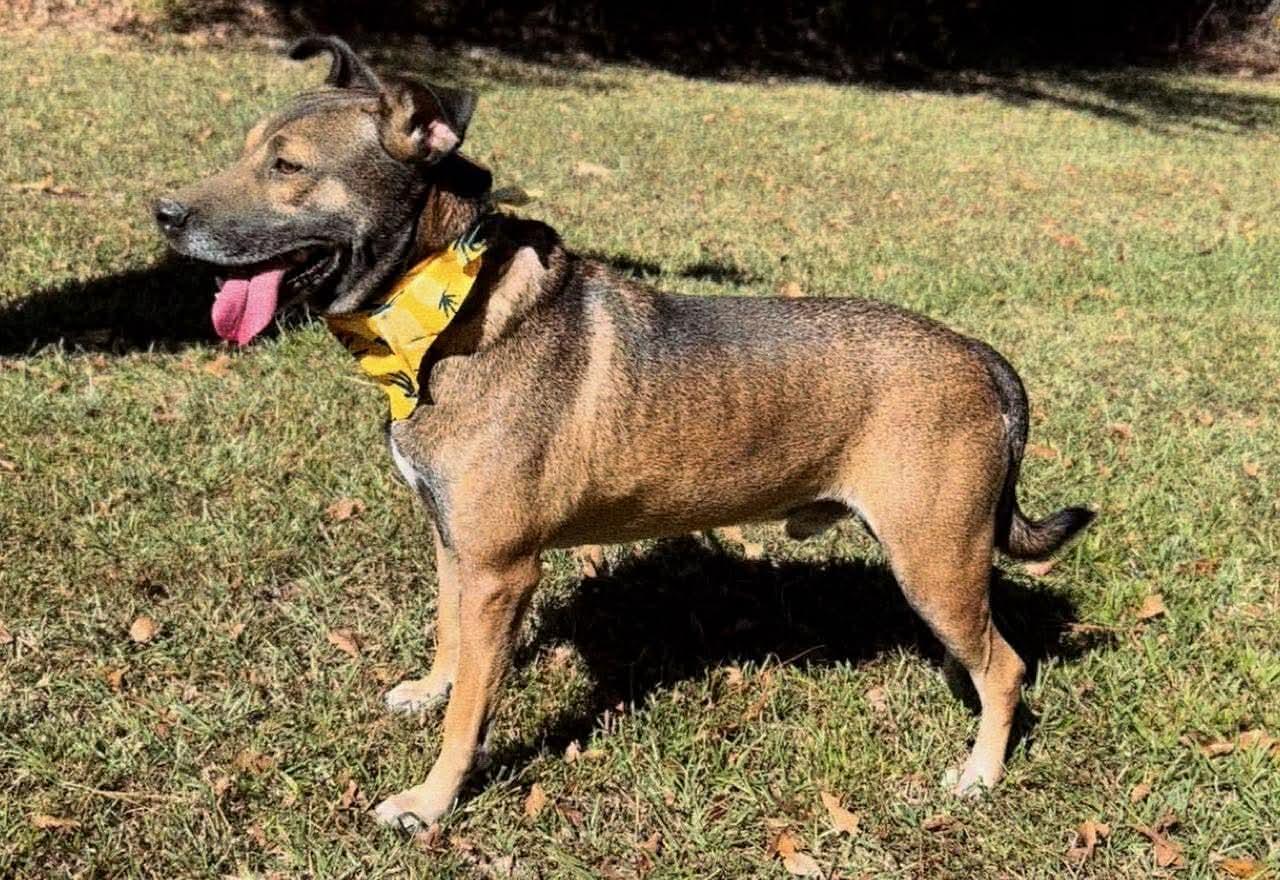 Enlarge Niall, a Adoptable Mixed Breed in Carthage, MS image 5/6