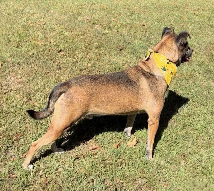Enlarge Niall, a Adoptable Mixed Breed in Carthage, MS image 3/6