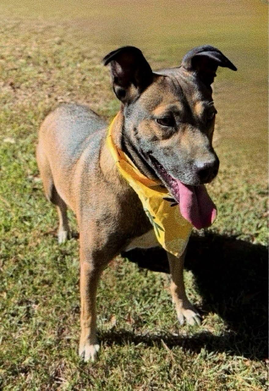 Niall, Adoptable, Young Male Mixed Breed.