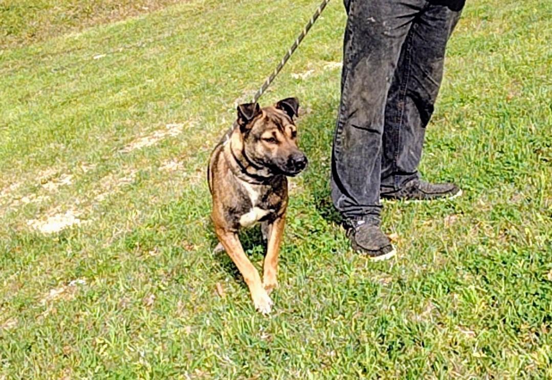 Niall, a Adoptable Mixed Breed in Carthage, MS image 3/4