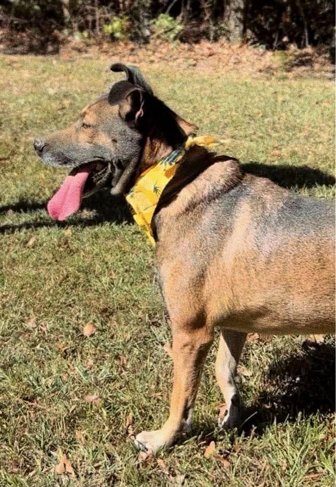 Enlarge Niall, a Adoptable Mixed Breed in Carthage, MS image 6/6