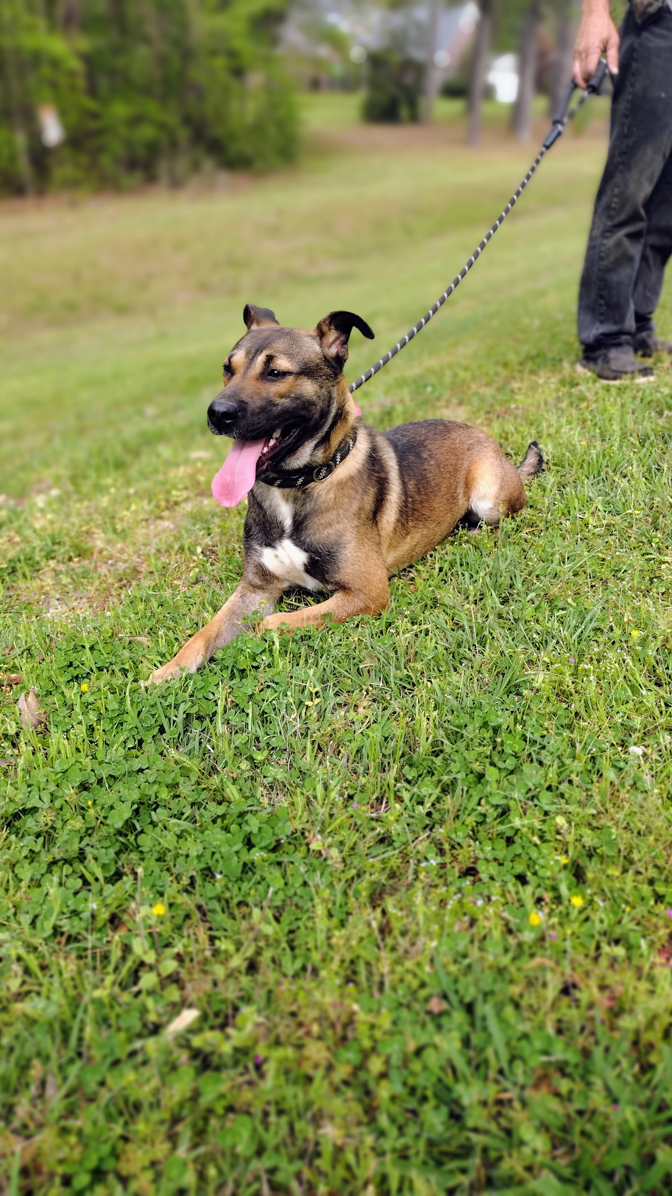 Niall, Adoptable, Young Male Mixed Breed.