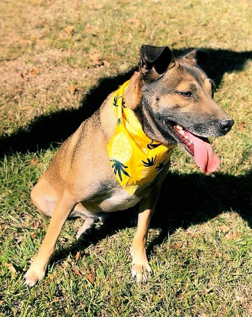 Enlarge Niall, a Adoptable Mixed Breed in Carthage, MS image 2/6