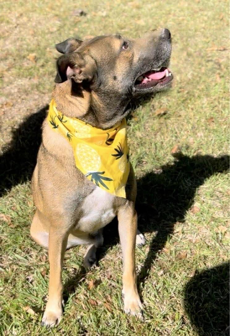 Enlarge Niall, a Adoptable Mixed Breed in Carthage, MS image 4/6