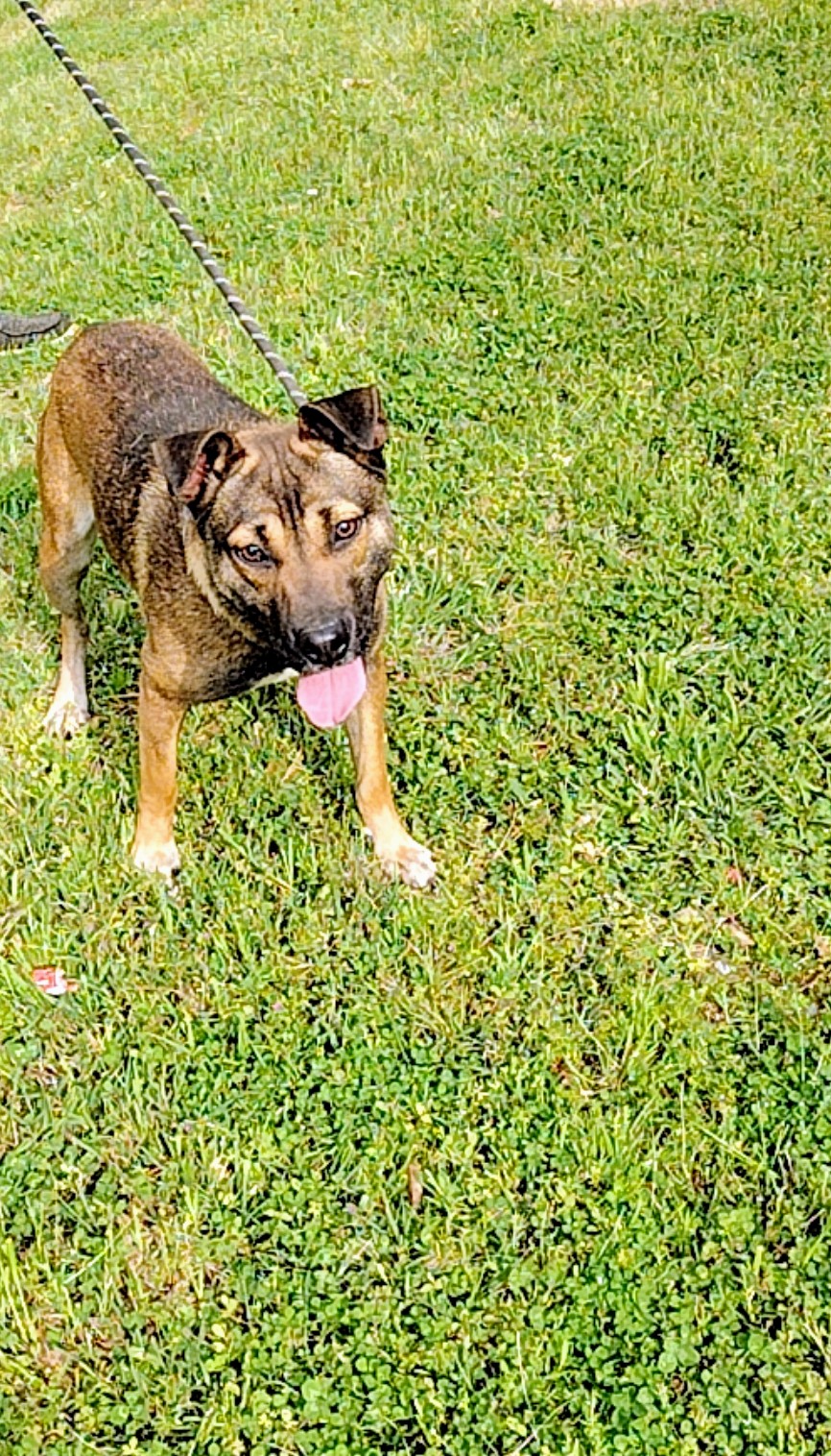 Niall, a Adoptable Mixed Breed in Carthage, MS image 4/4