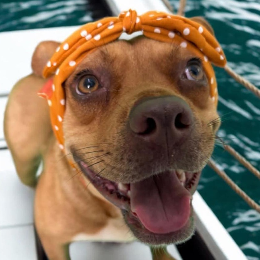 Enlarge Emmy, a Adoptable Mixed Breed in Burlington, VT image 5/6