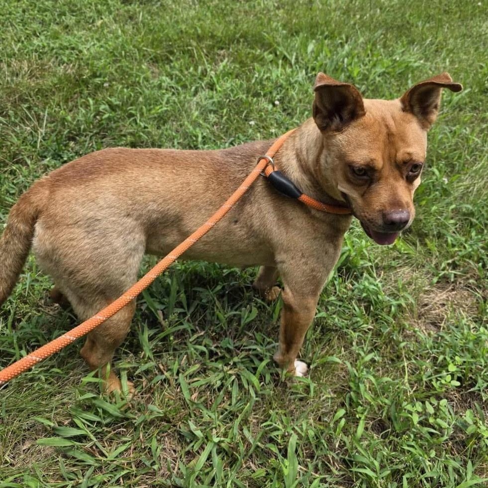 Enlarge Emmy, a Adoptable Mixed Breed in Burlington, VT image 6/6