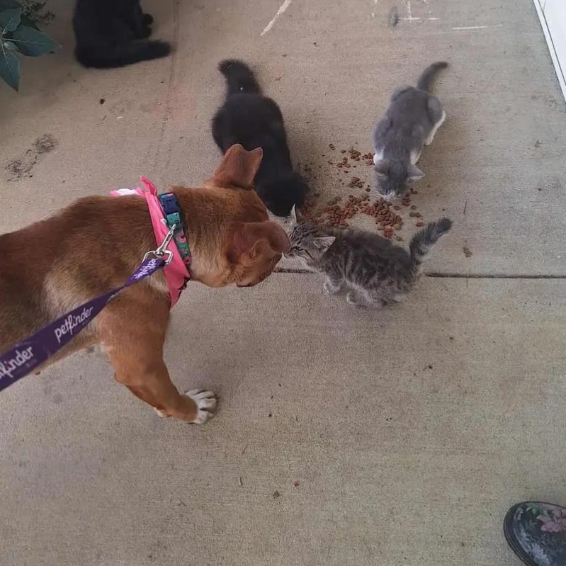 Enlarge Emmy, a Adoptable Mixed Breed in Burlington, VT image 2/6