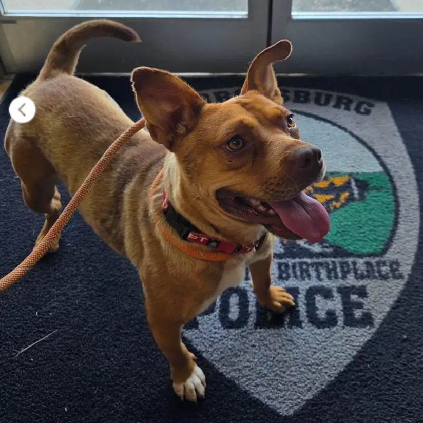 Enlarge Emmy, a Adoptable Mixed Breed in Burlington, VT image 3/6