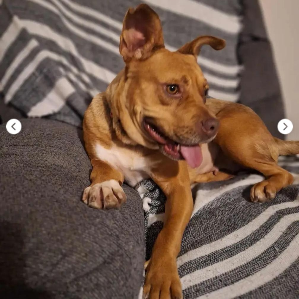 Enlarge Emmy, a Adoptable Mixed Breed in Burlington, VT image 4/6