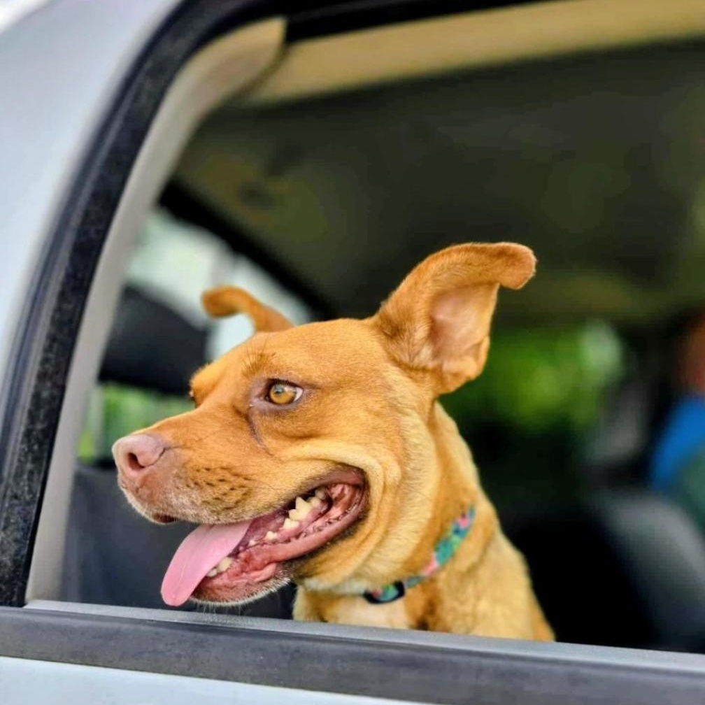 Enlarge Emmy, a Adoptable Mixed Breed in Burlington, VT image 1/6