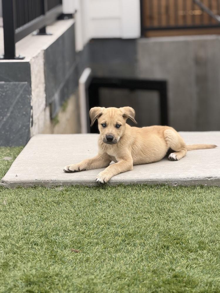 Enlarge Lucky, a Adoptable mixed breed in Denver, CO image 2/5
