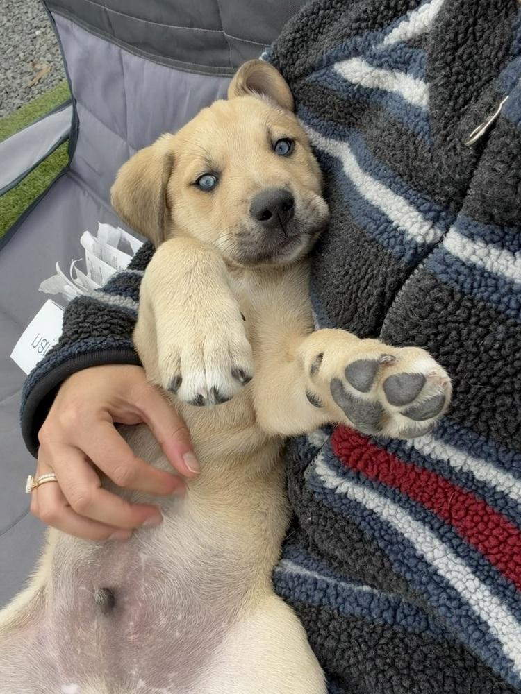 Enlarge Lucky, a Adoptable mixed breed in Denver, CO image 4/5