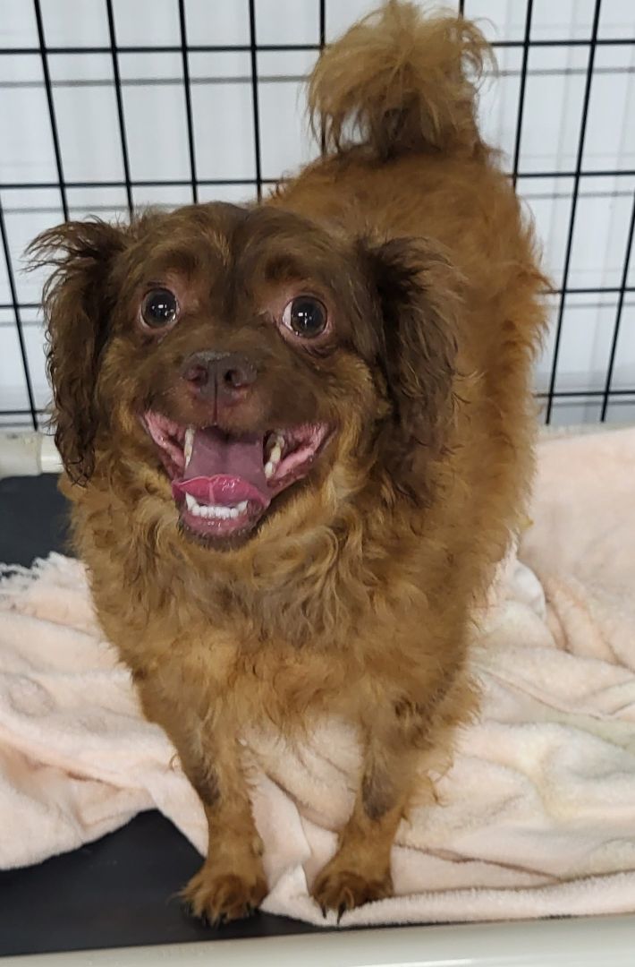 Enlarge Pablo, a Adoptable mixed breed in Anna, IL image 1/8