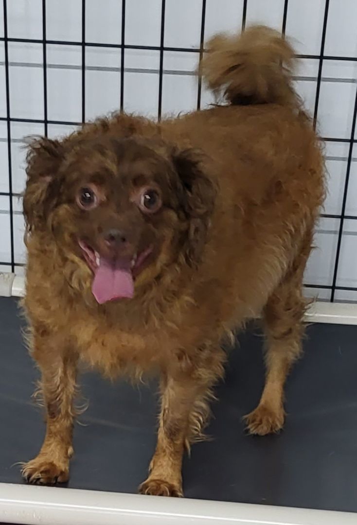 Enlarge Pablo, a Adoptable mixed breed in Anna, IL image 2/8