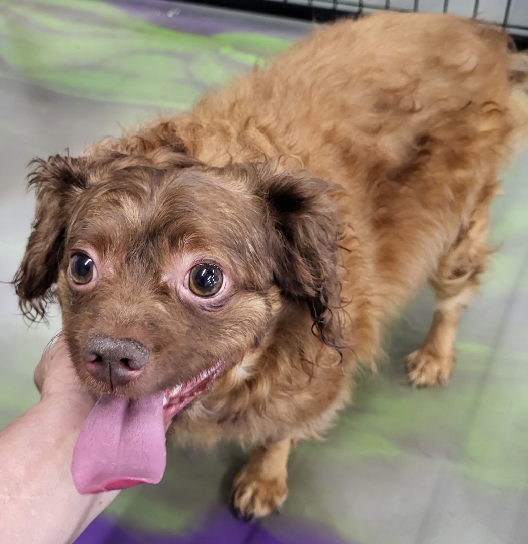 Enlarge Pablo, a Adoptable mixed breed in Anna, IL image 3/8