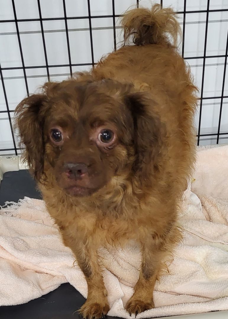 Enlarge Pablo, a Adoptable mixed breed in Anna, IL image 4/8