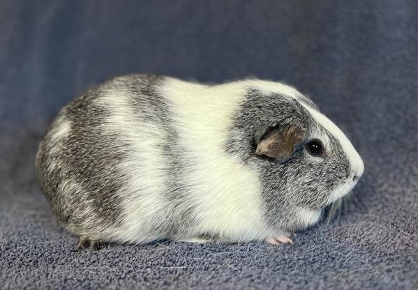 Fiona, Adoptable, Adult Female Guinea Pig.