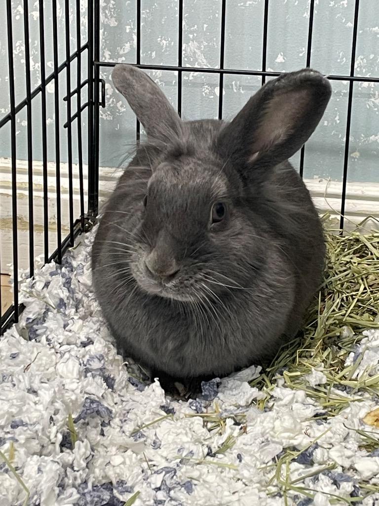 Flan, Adoptable, Young Female Silver Fox.