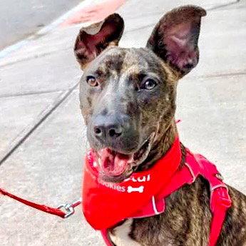 Ringo, a Adoptable mixed breed in Bloomfield, CT image 2/3