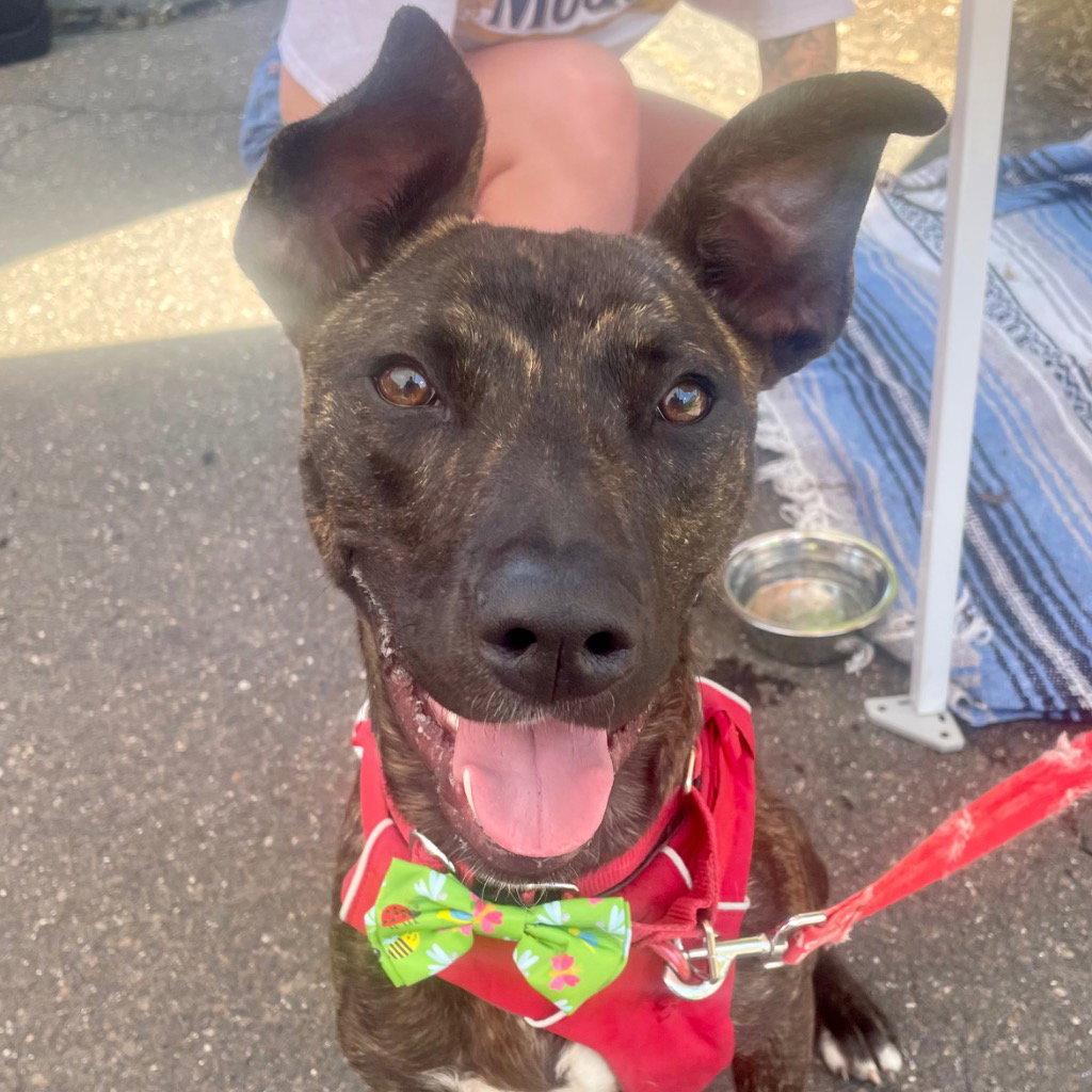 Ringo, Adoptable, Young Male Black Mouth Cur & Terrier.