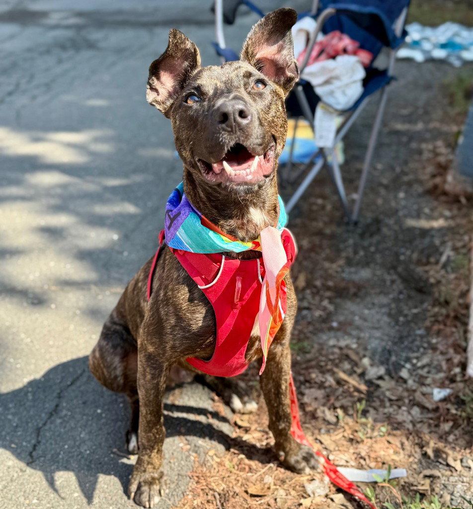 Enlarge Ringo, a Adoptable mixed breed in Bloomfield, CT image 1/3