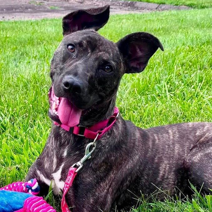 Enlarge Ringo, a Adoptable mixed breed in Bloomfield, CT image 3/3