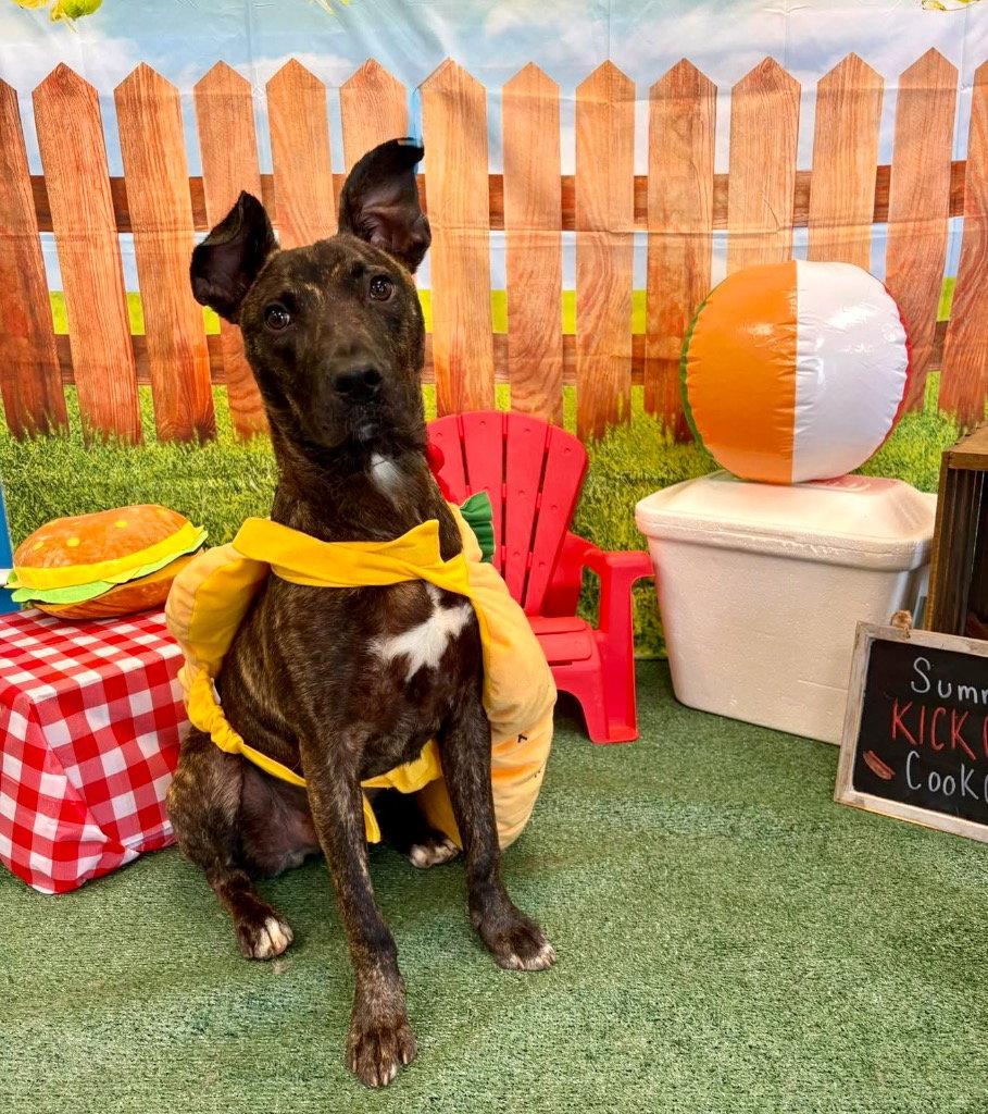 Ringo, a Adoptable mixed breed in Bloomfield, CT image 3/3