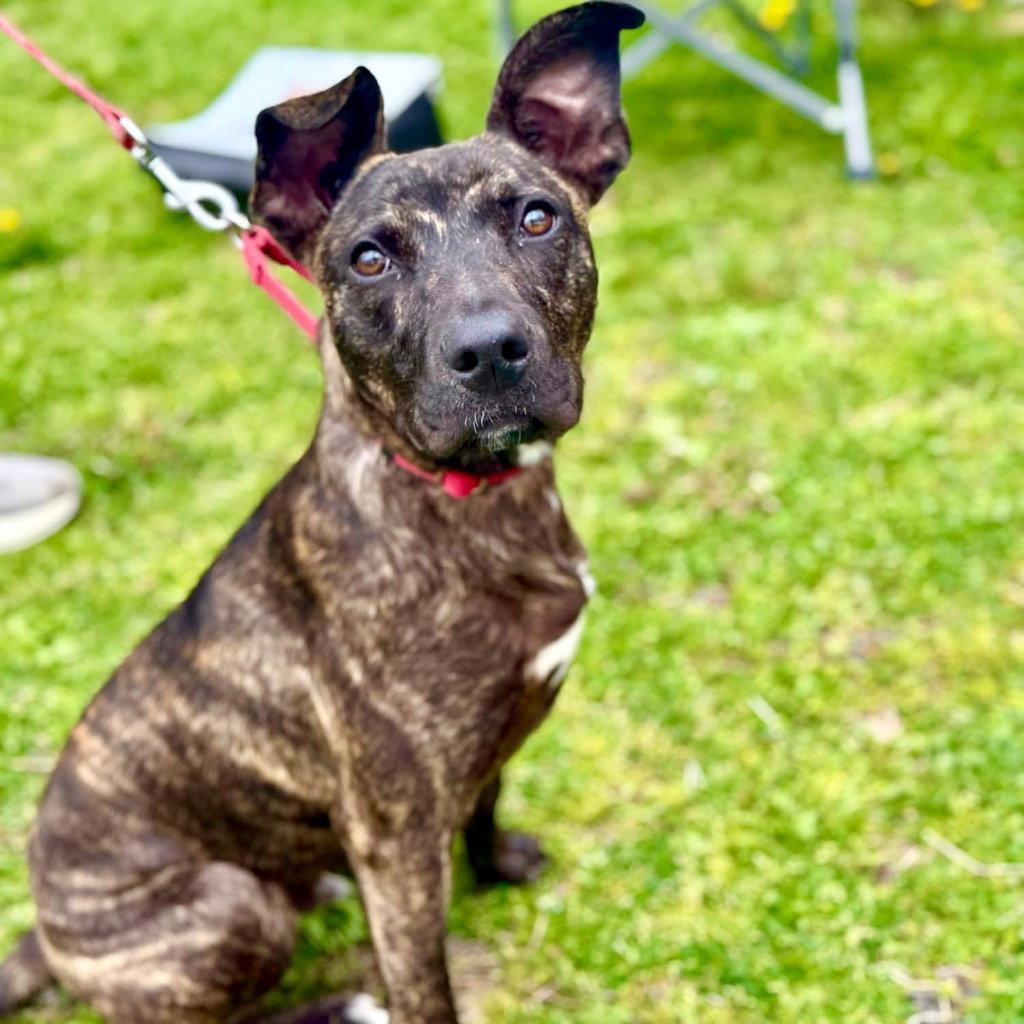 Enlarge Ringo, a Adoptable mixed breed in Bloomfield, CT image 2/3