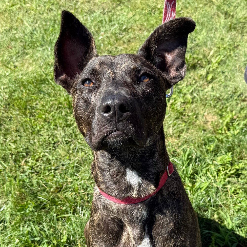 Enlarge Ringo, a Adoptable mixed breed in Bloomfield, CT image 3/3