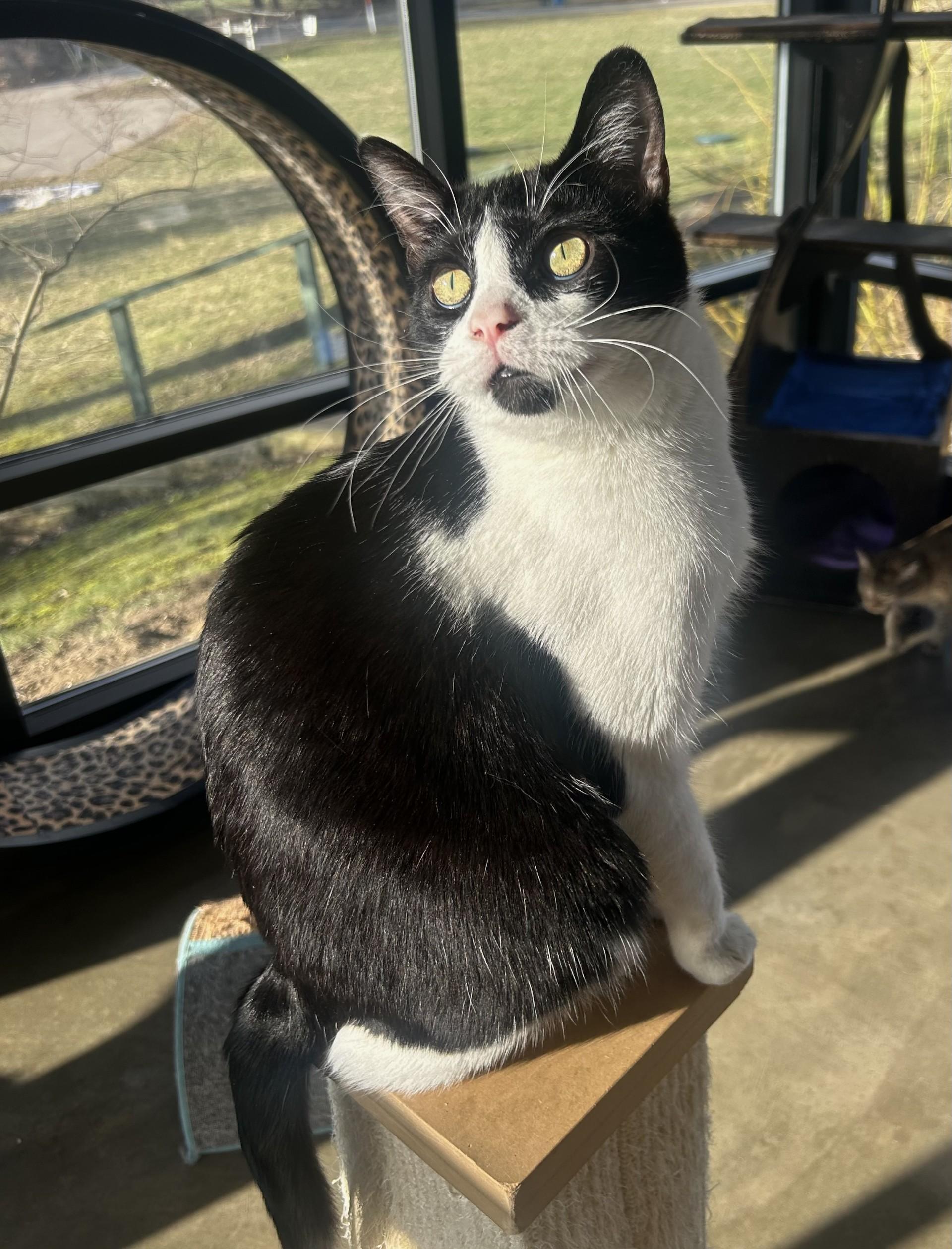 Enlarge Pascal, a Adoptable Domestic Short Hair in Battle Creek, MI image 5/6