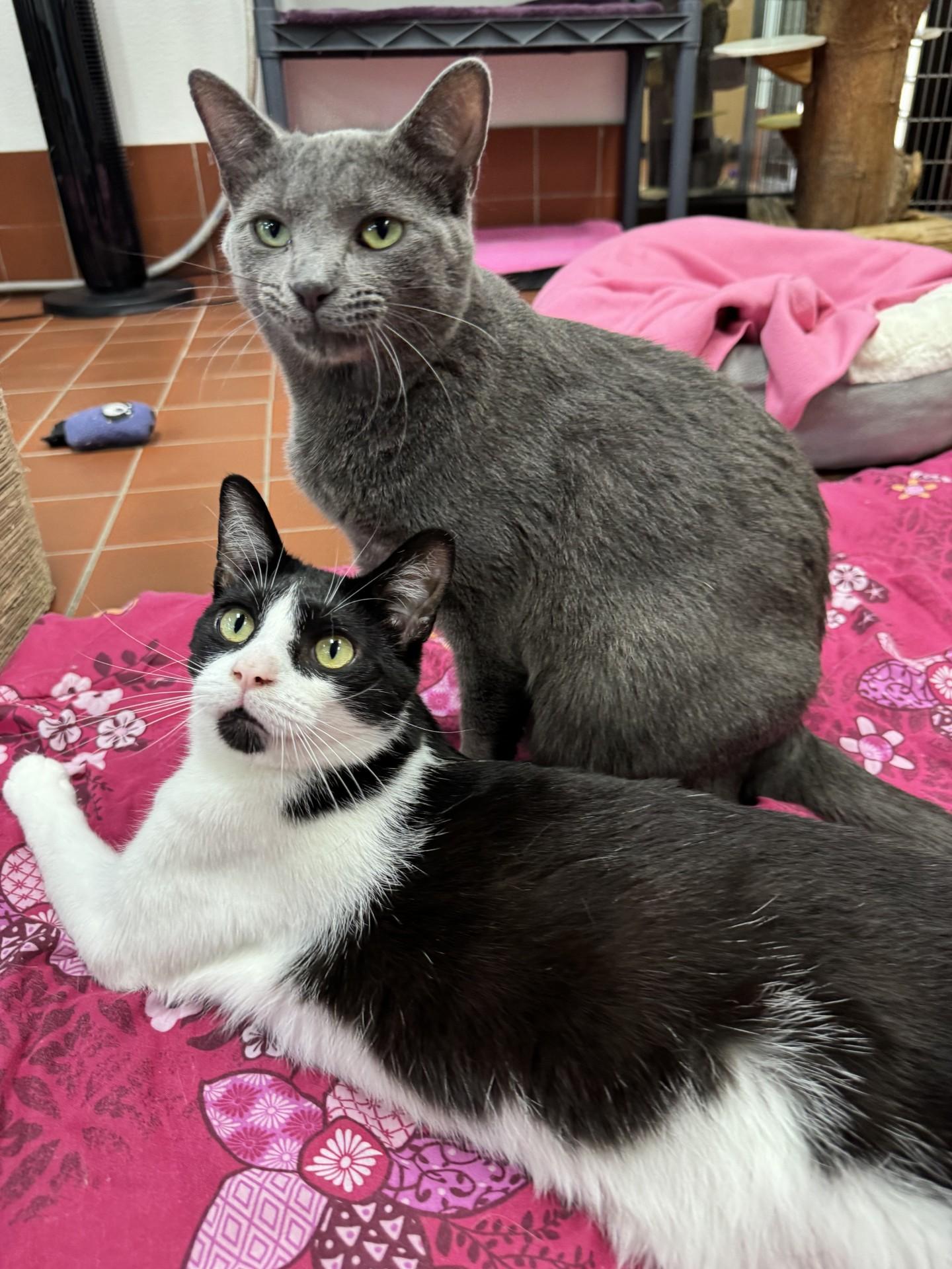 Enlarge Pascal, a Adoptable Domestic Short Hair in Battle Creek, MI image 6/6