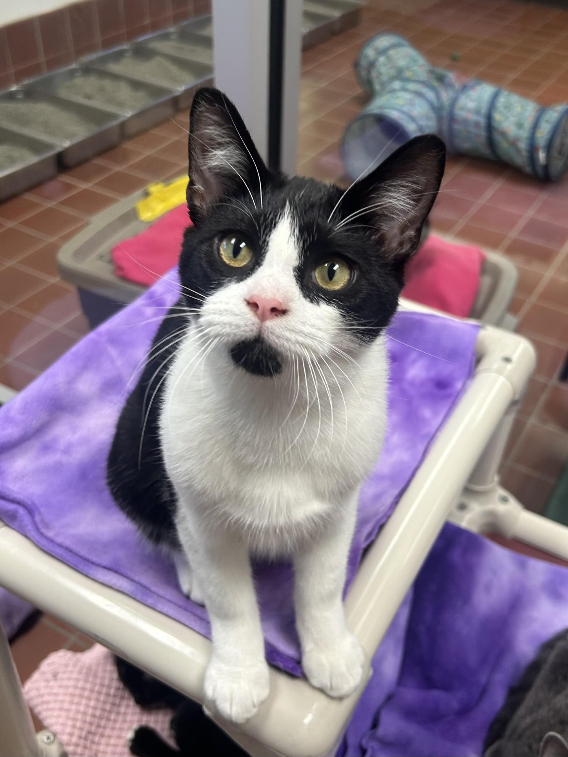Enlarge Pascal, a Adoptable Domestic Short Hair in Battle Creek, MI image 4/6