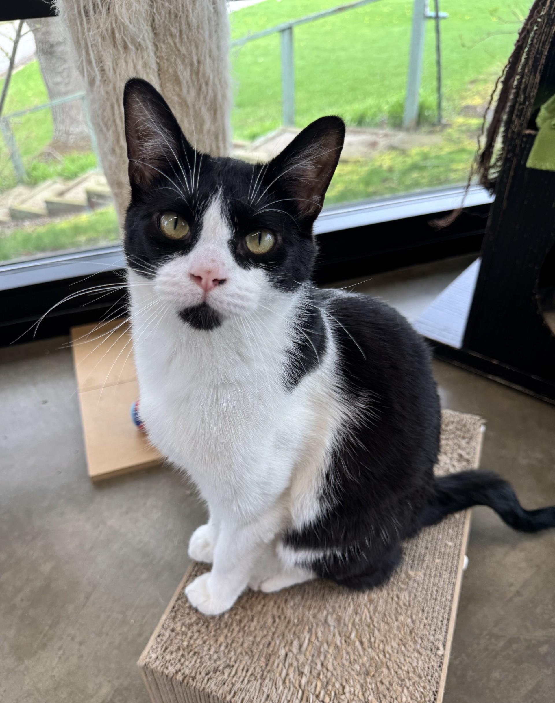 Enlarge Pascal, a Adoptable Domestic Short Hair in Battle Creek, MI image 1/6