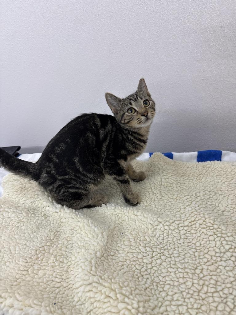 Enlarge Pecan, a Adopted Domestic Short Hair in Black River Falls, WI image 1/1
