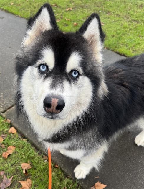 Enlarge ROCKY, a Adoptable Husky in Kent, WA image 1/1