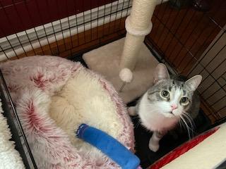 Enlarge Ariel, a Adoptable Domestic Short Hair in Everett, ON image 3/6