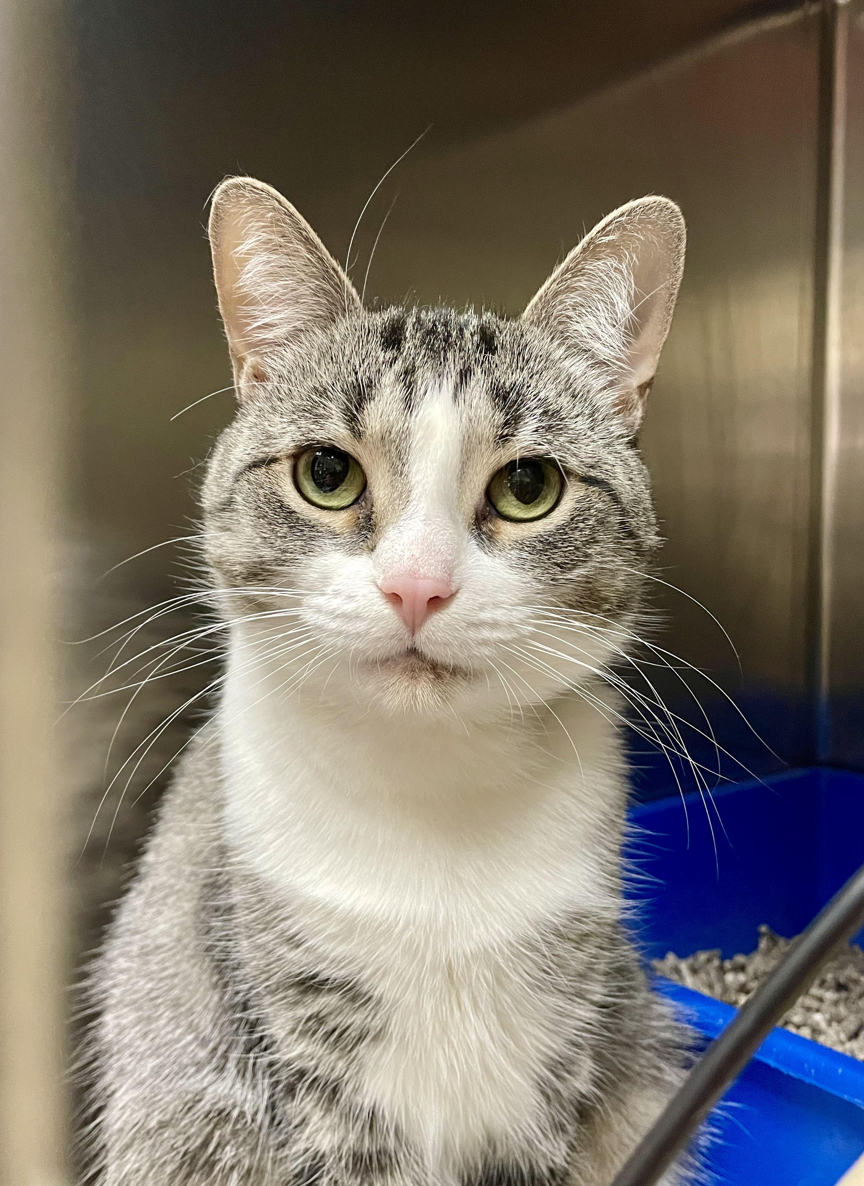 Ariel, Adoptable, Adult Female Domestic Short Hair.