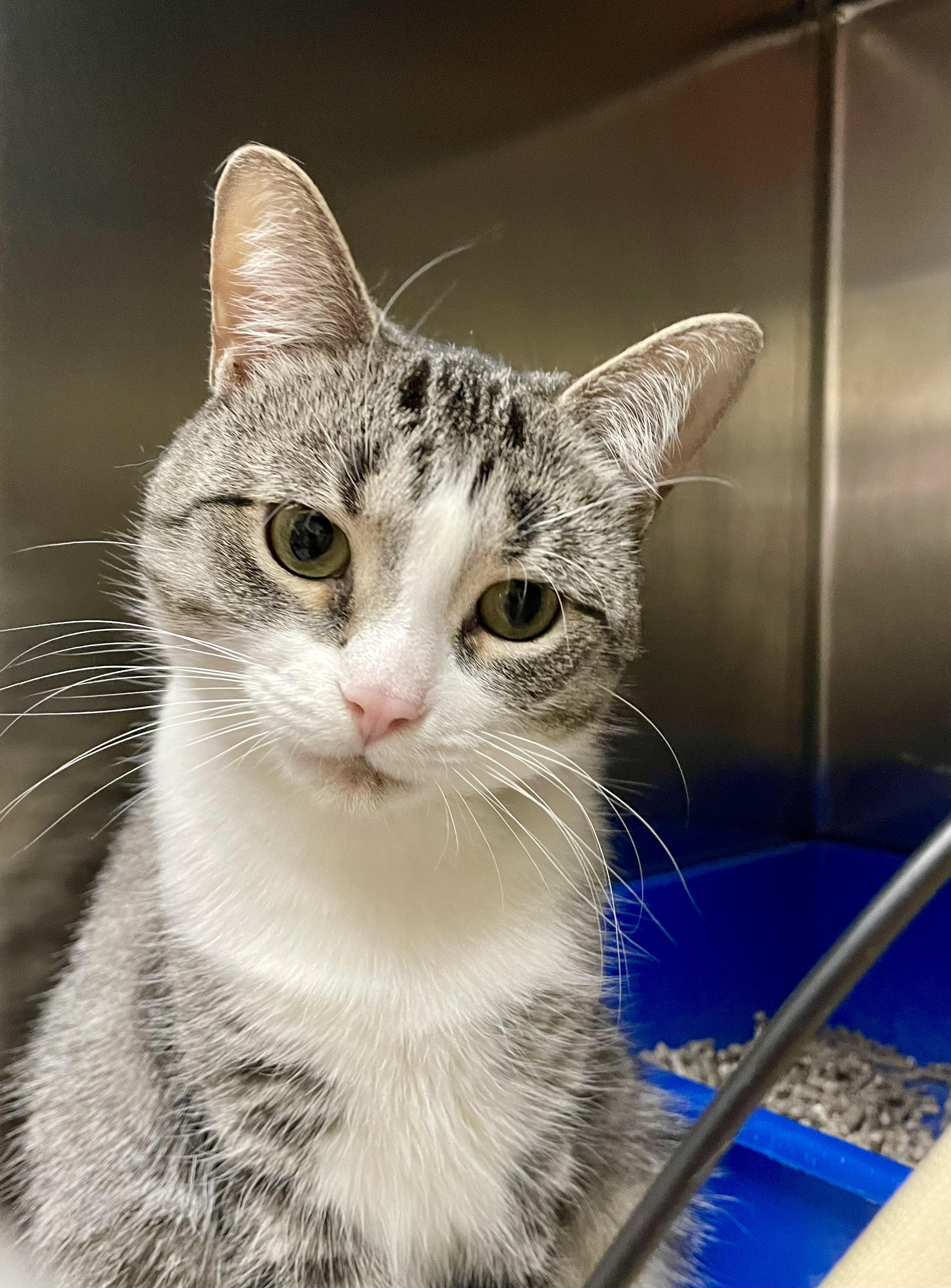 Enlarge Ariel, a Adoptable Domestic Short Hair in Everett, ON image 4/6