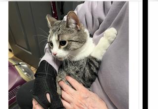 Enlarge Ariel, a Adoptable Domestic Short Hair in Everett, ON image 6/6