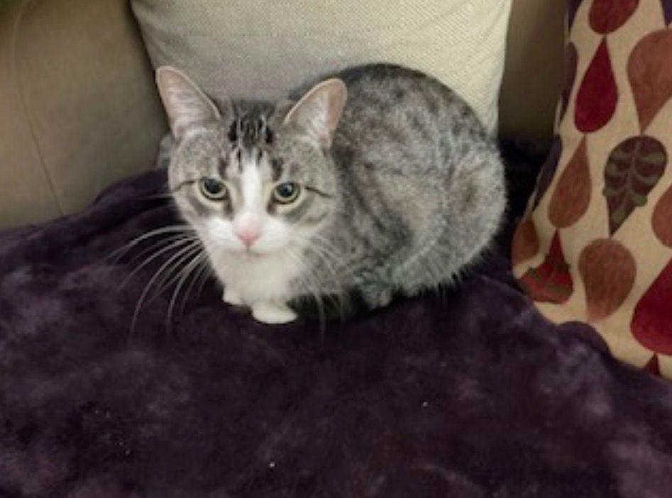 Enlarge Ariel, a Adoptable Domestic Short Hair in Everett, ON image 2/6