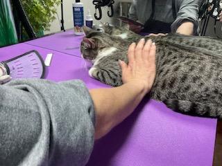 Enlarge Ariel, a Adoptable Domestic Short Hair in Everett, ON image 5/6