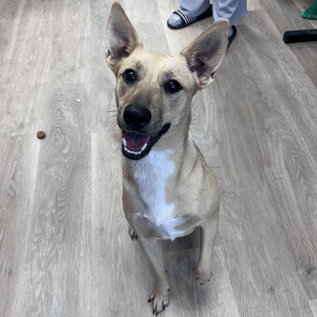 Faith, Adoptable, Young Female Cattle Dog.