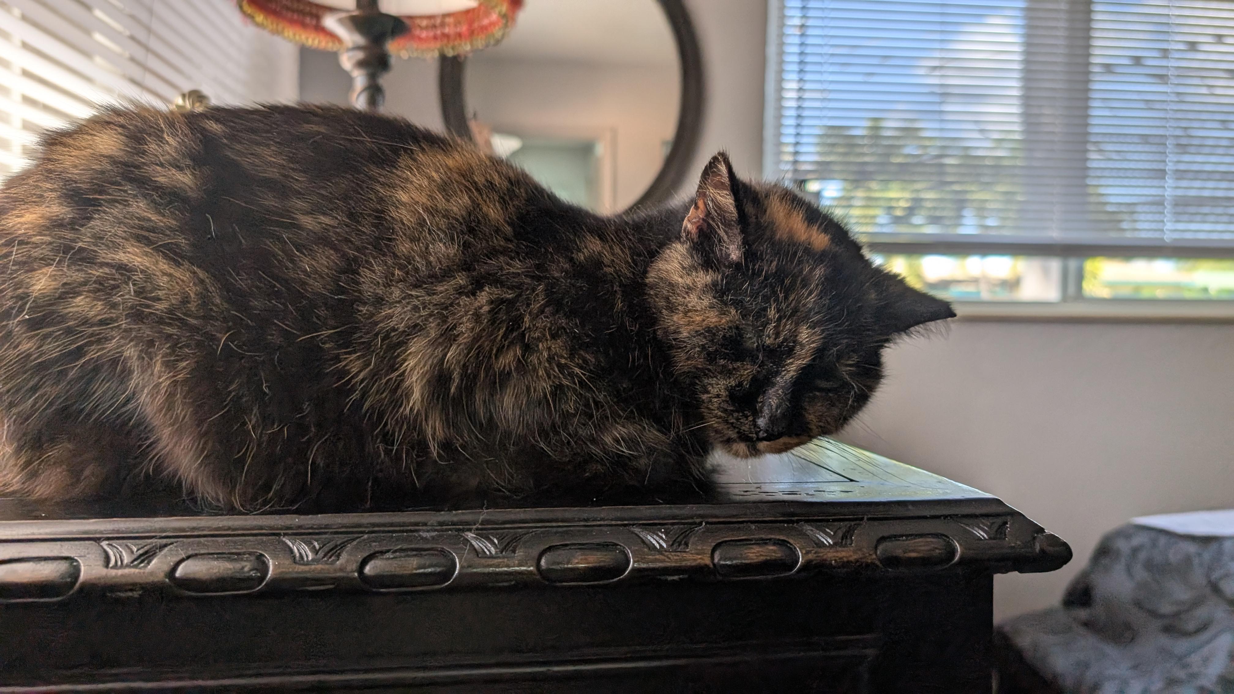 Enlarge MiMi, a Adoptable Tortoiseshell in Fort Lauderdale, FL image 2/3