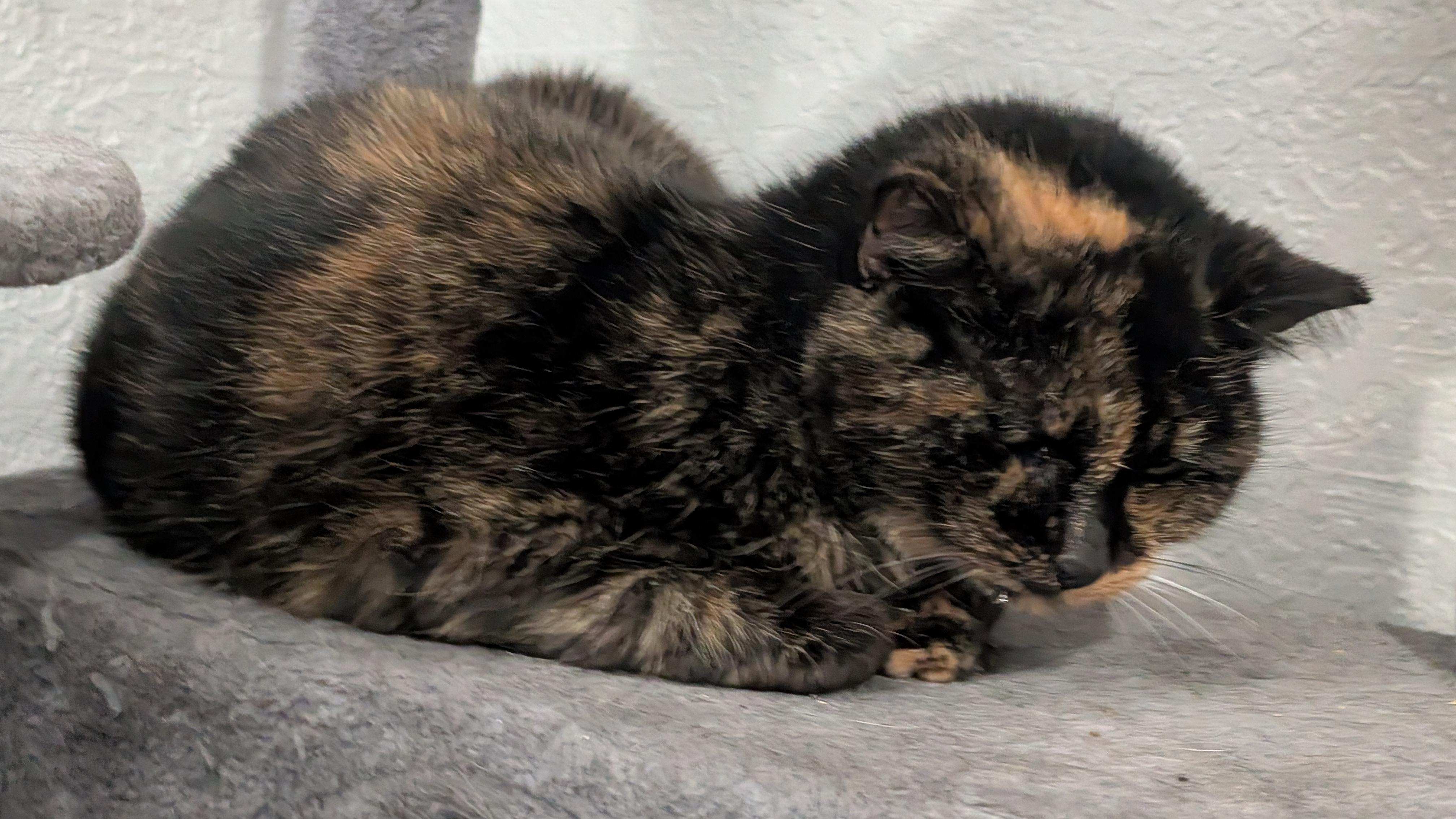 Enlarge MiMi, a Adoptable Tortoiseshell in Fort Lauderdale, FL image 3/3
