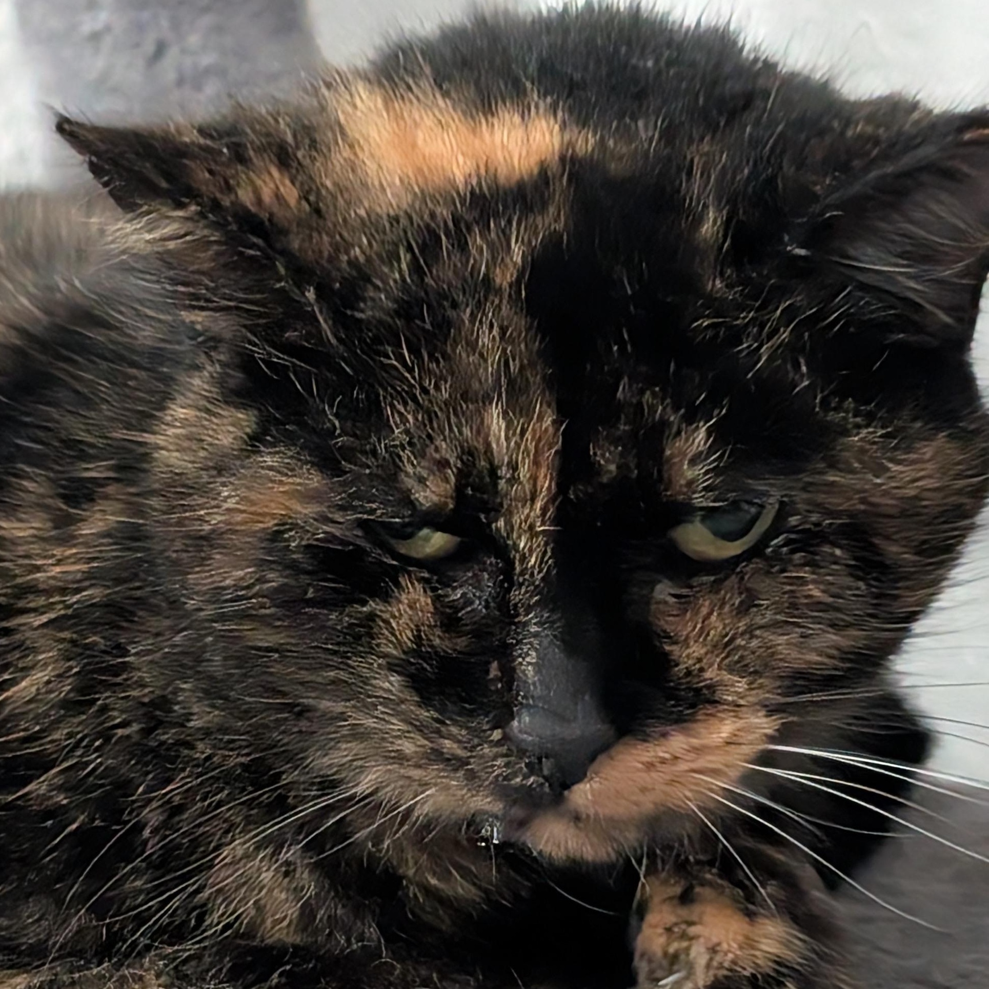 MiMi, Adoptable, Adult Female Tortoiseshell.
