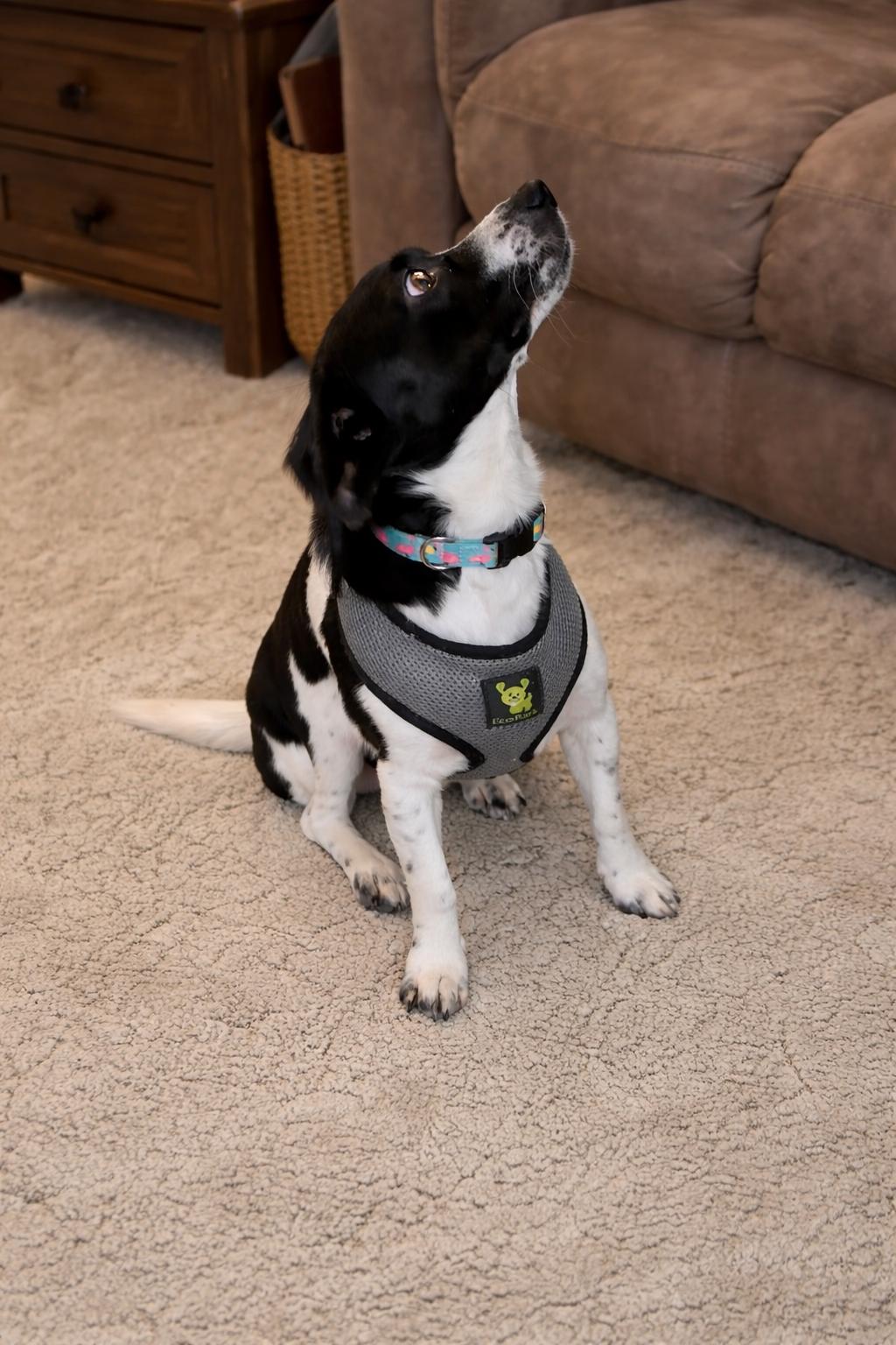 Marlin, Adopted, Adult Male Terrier.