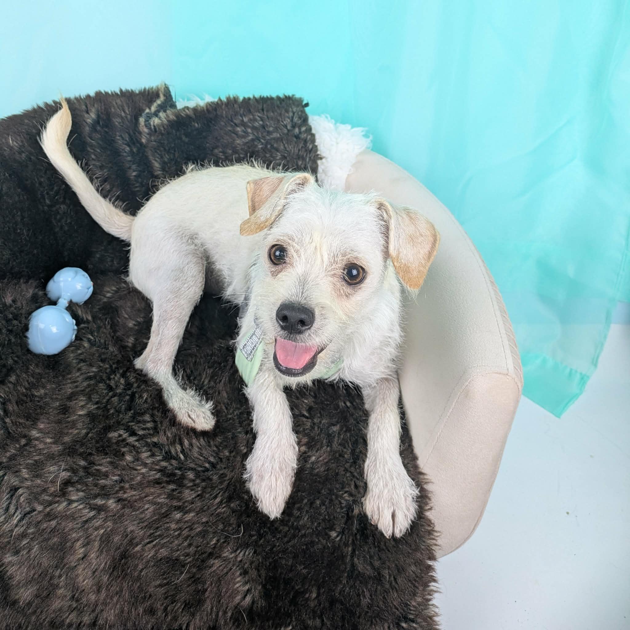 Ringo, an adopted mixed breed in Round Rock, TX image 1/3